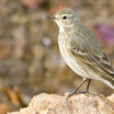 American Pipit